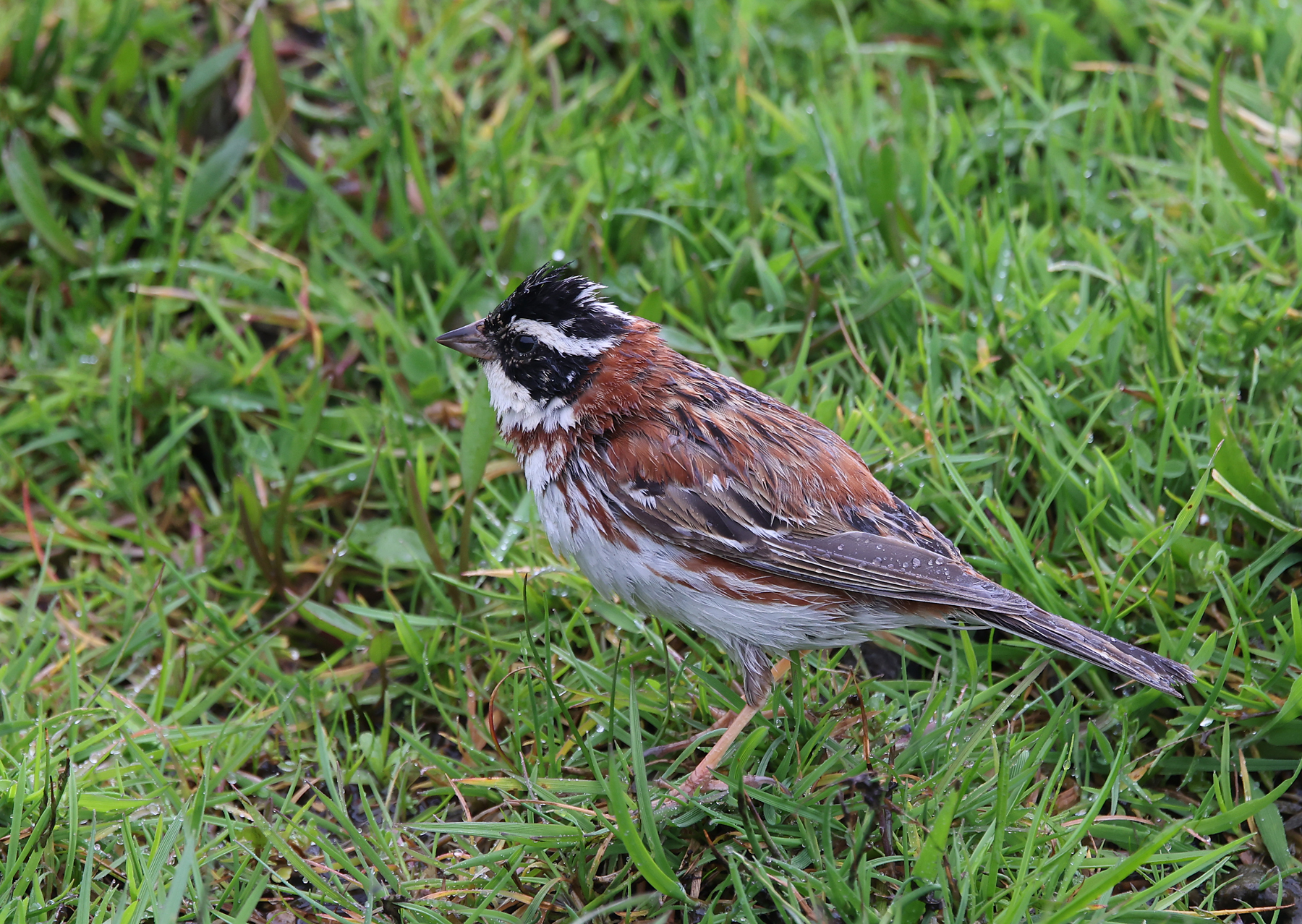 Rustic Bunting