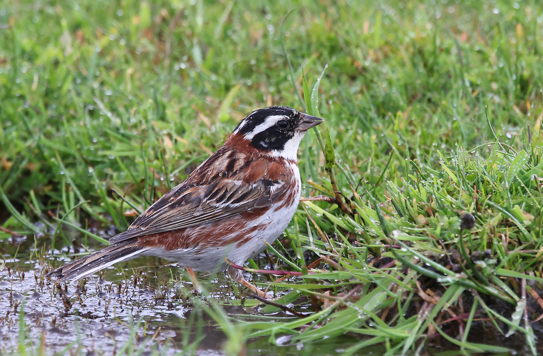 Rustic Bunting