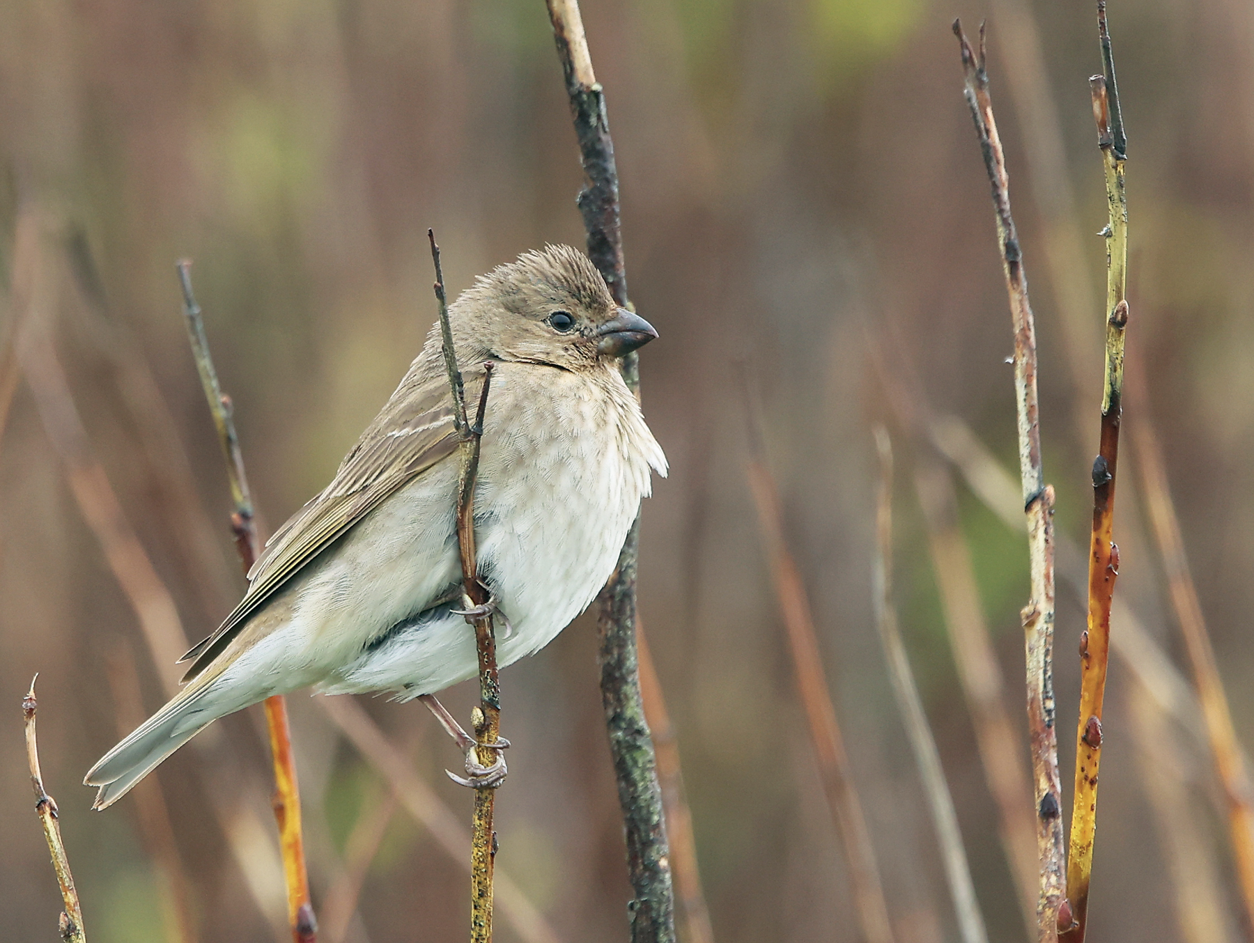 Common Rosefinch