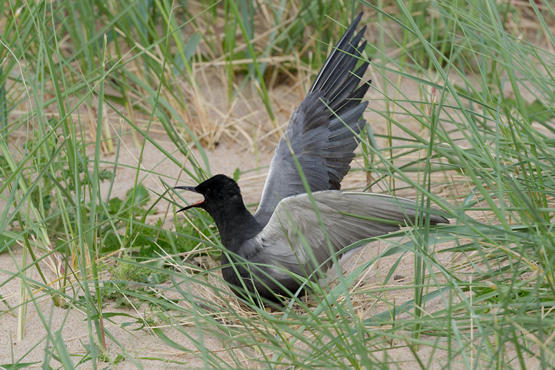 American Black Tern