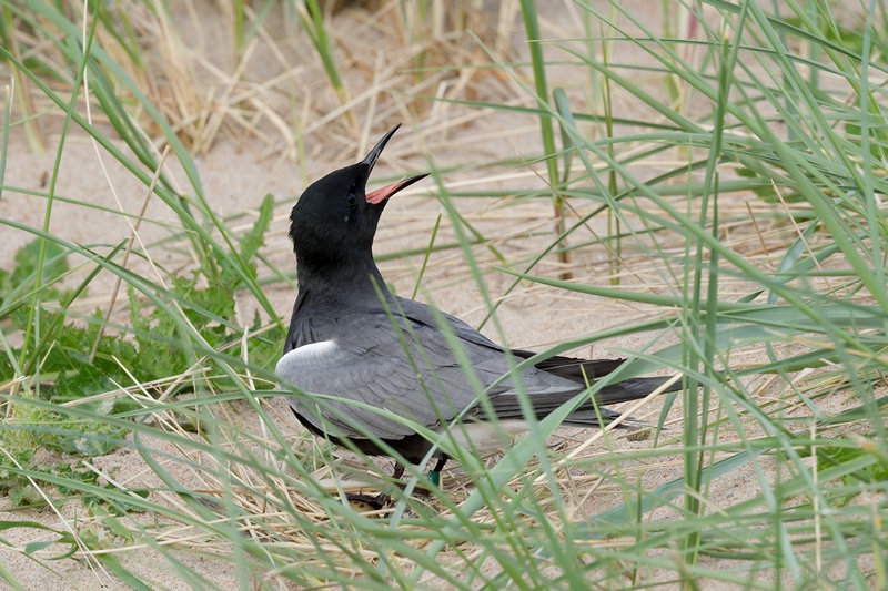 American Black Tern