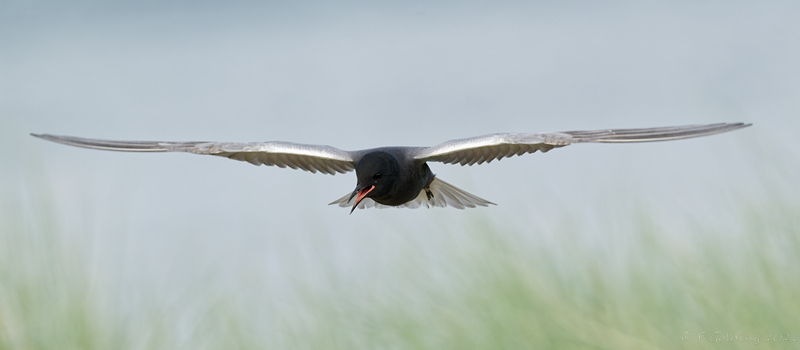 American Black Tern