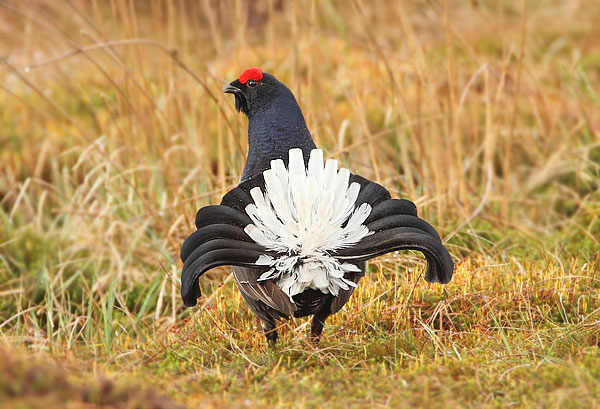 Black Grouse