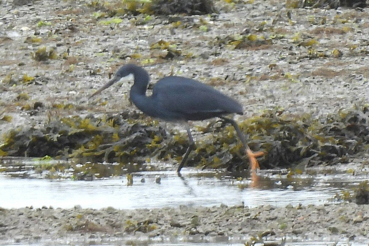 Western Reef Heron