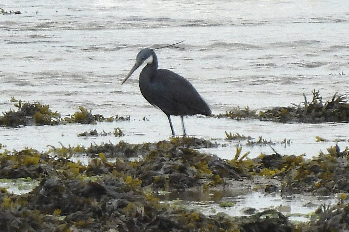 Western Reef Heron