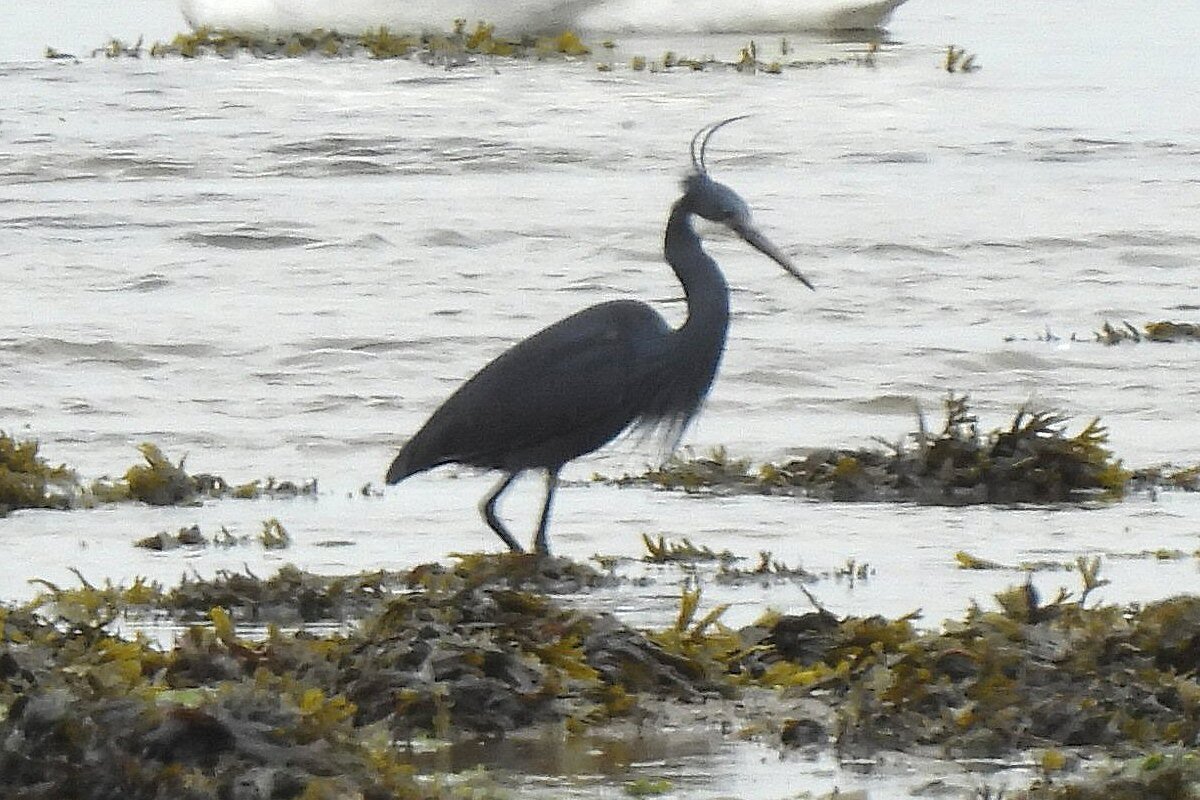 Western Reef Heron