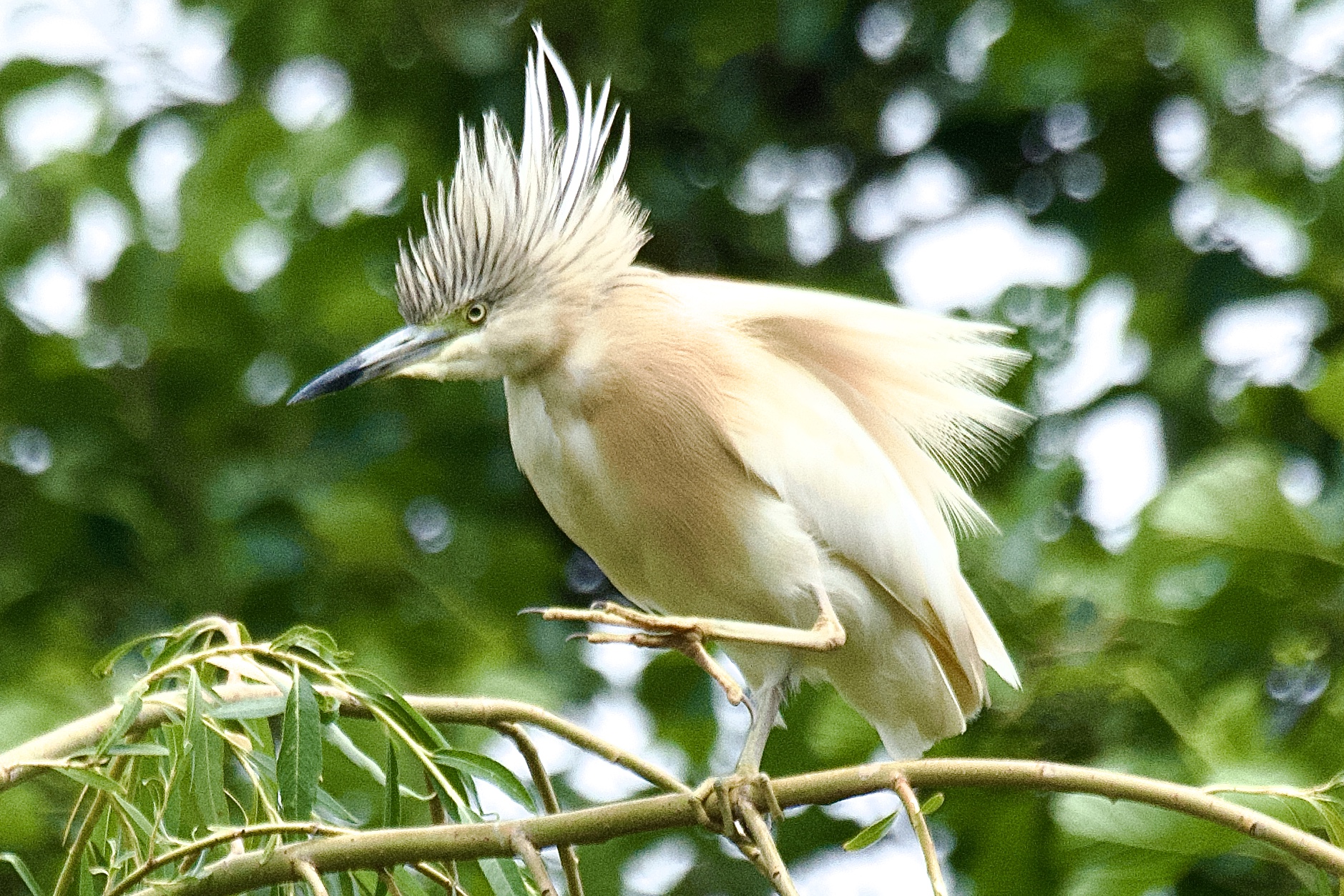 Squacco Heron