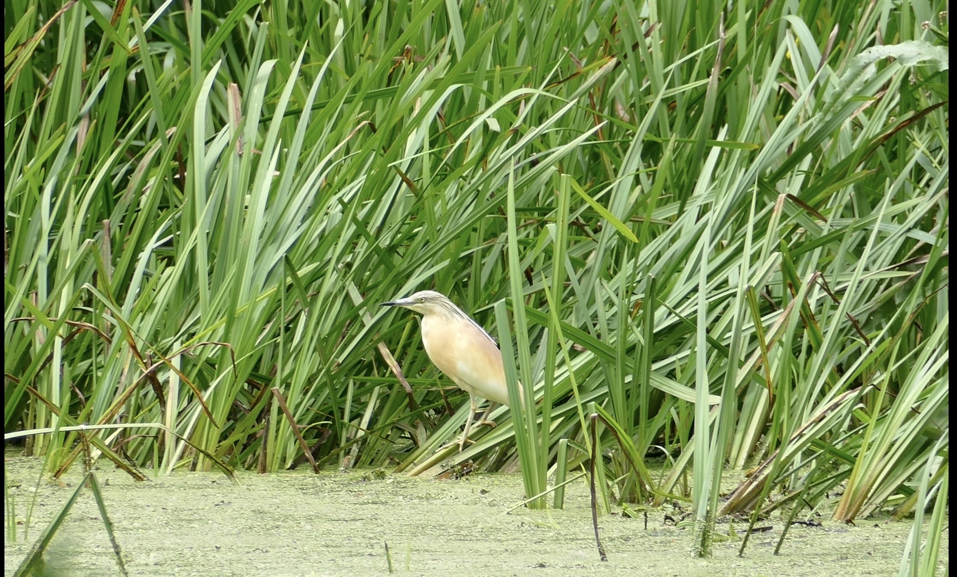 Squacco Heron