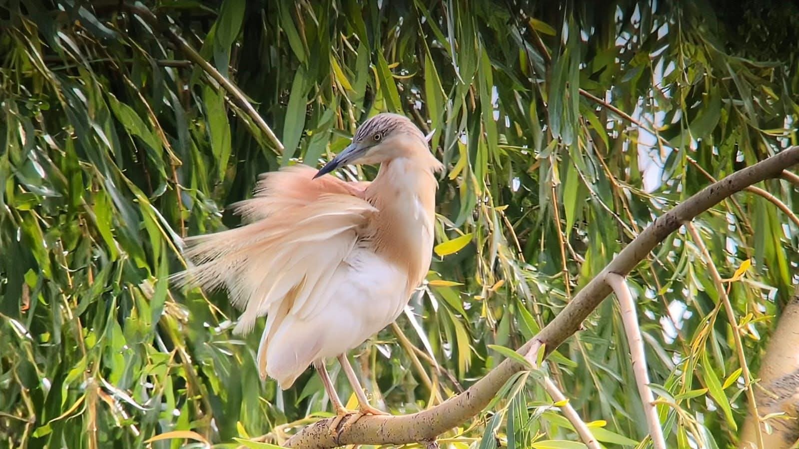 Squacco heron 