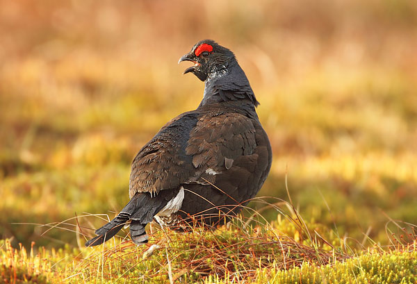 Black Grouse