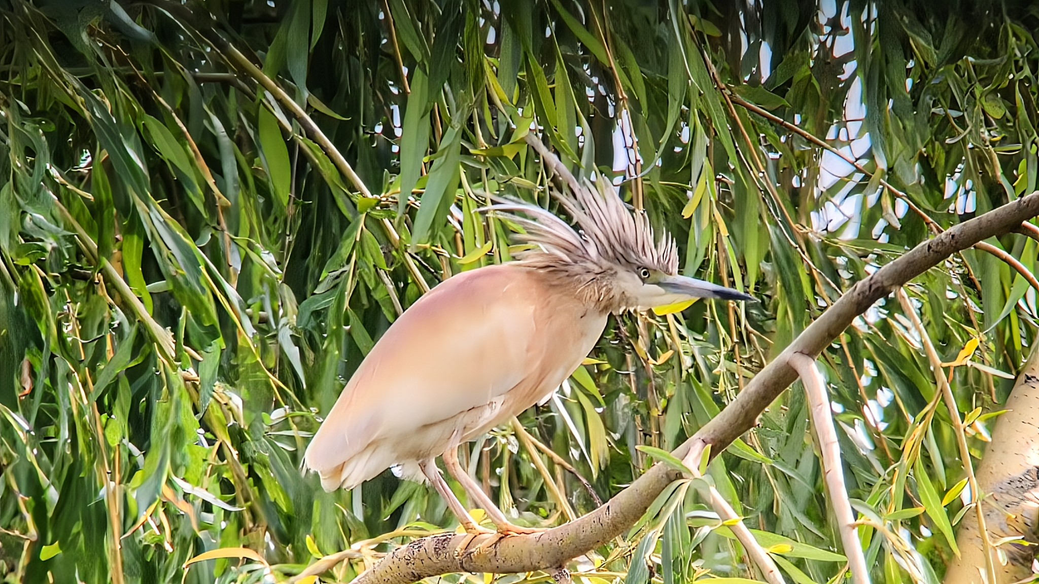Squacco heron 