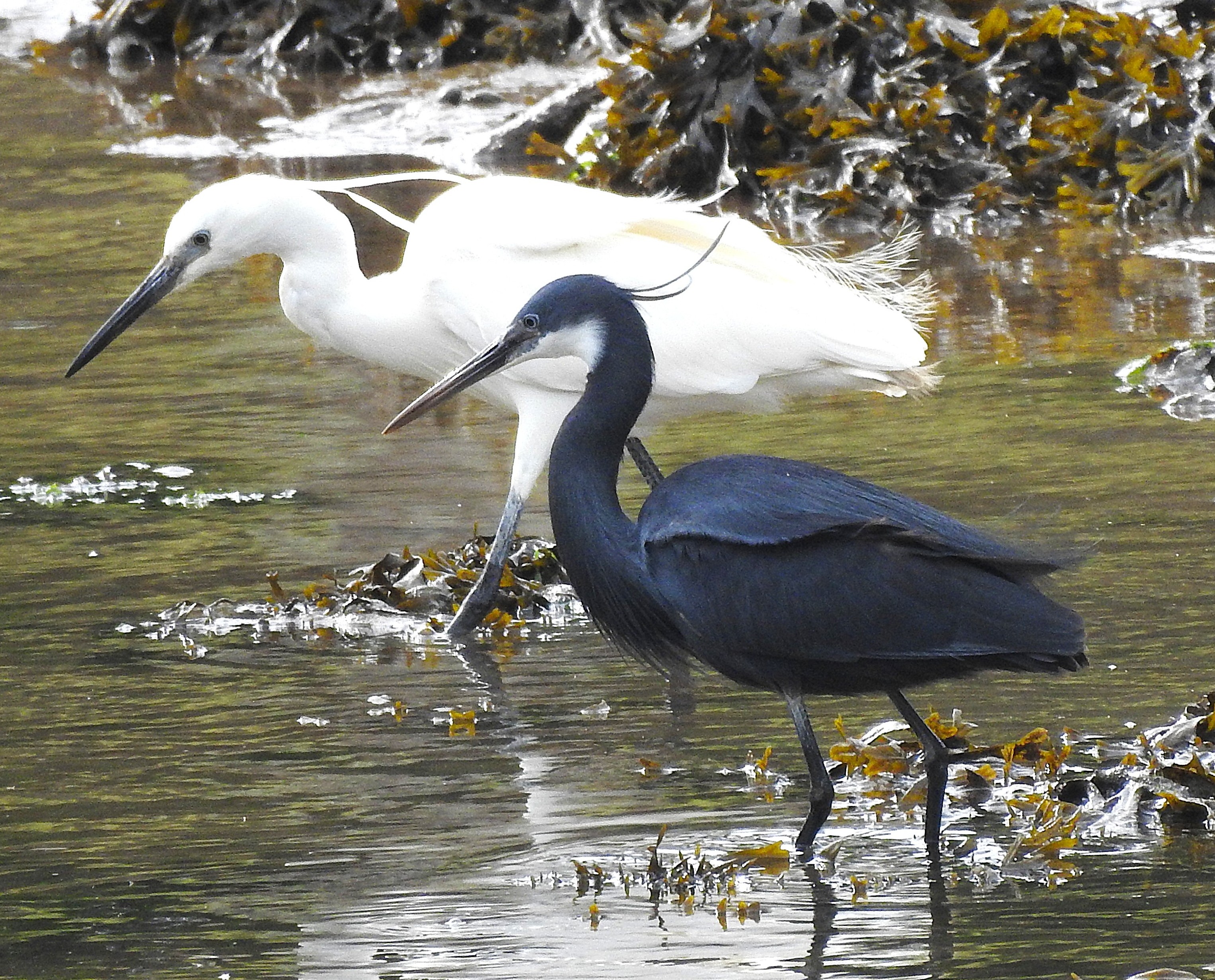 Western Reef Heron