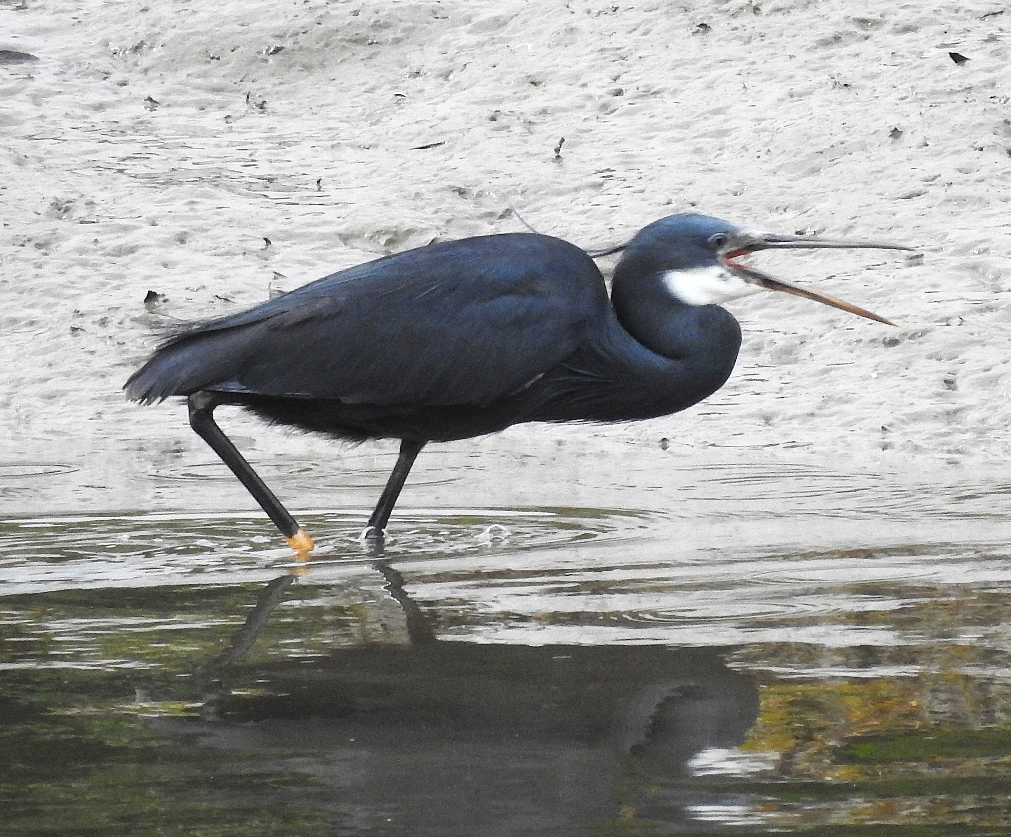 Western Reef Heron
