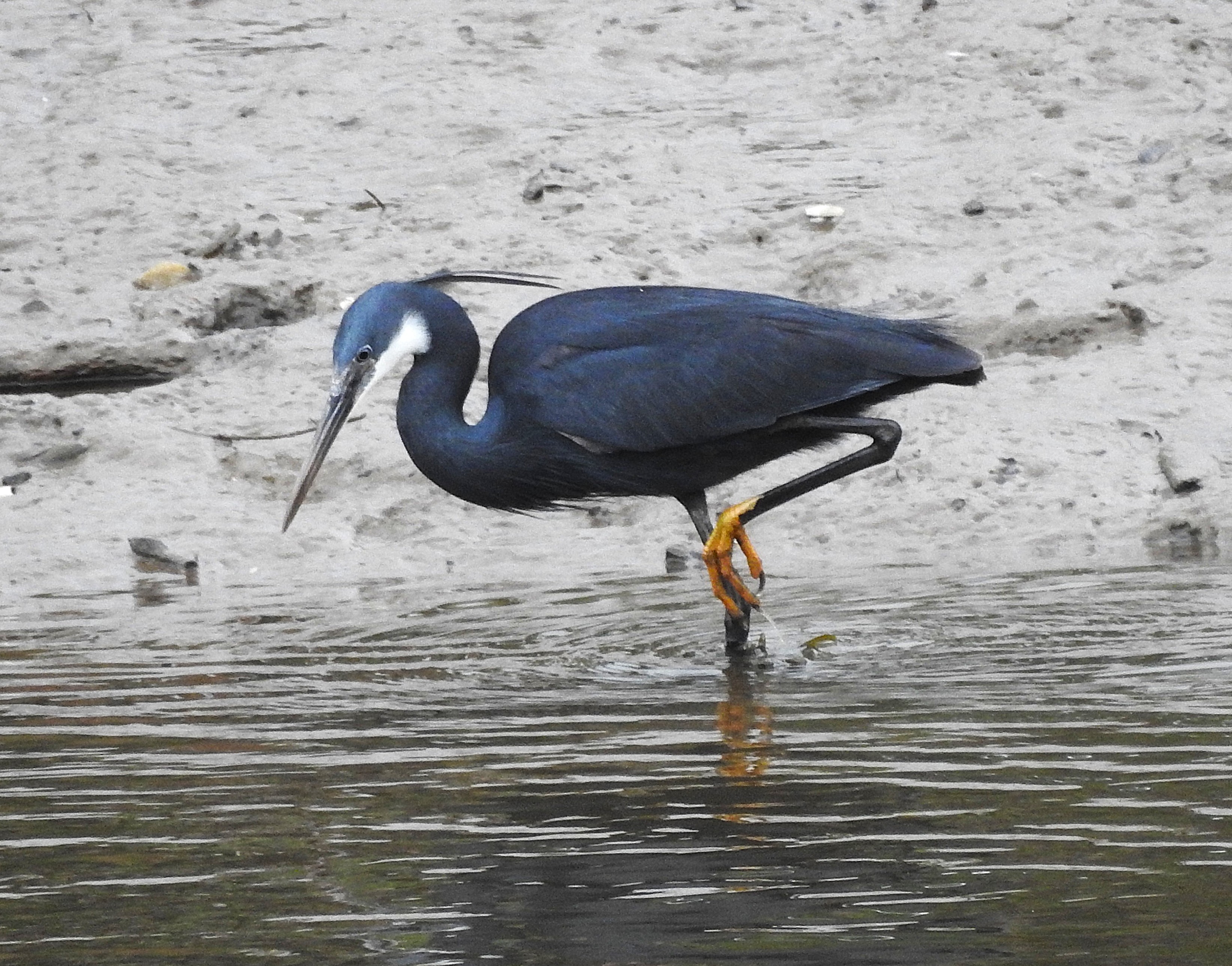 Western Reef Heron
