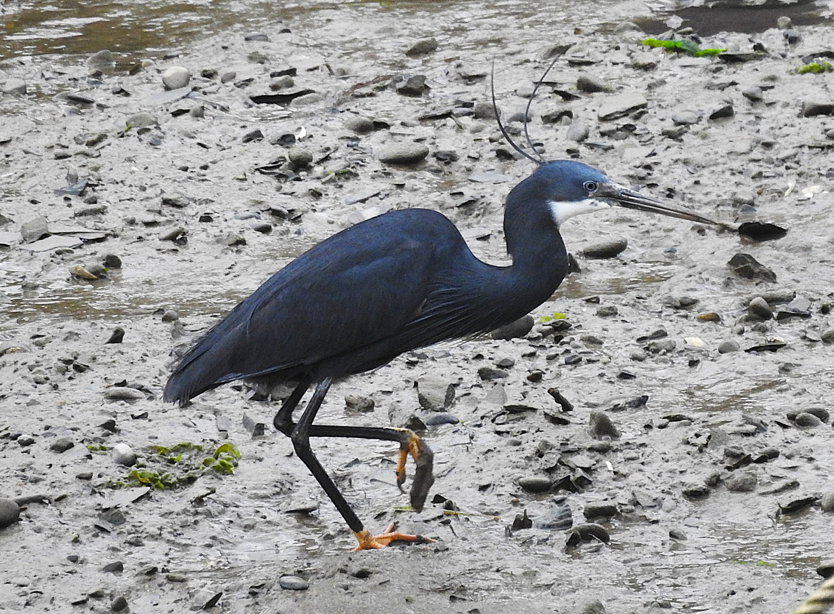 Western Reef Heron