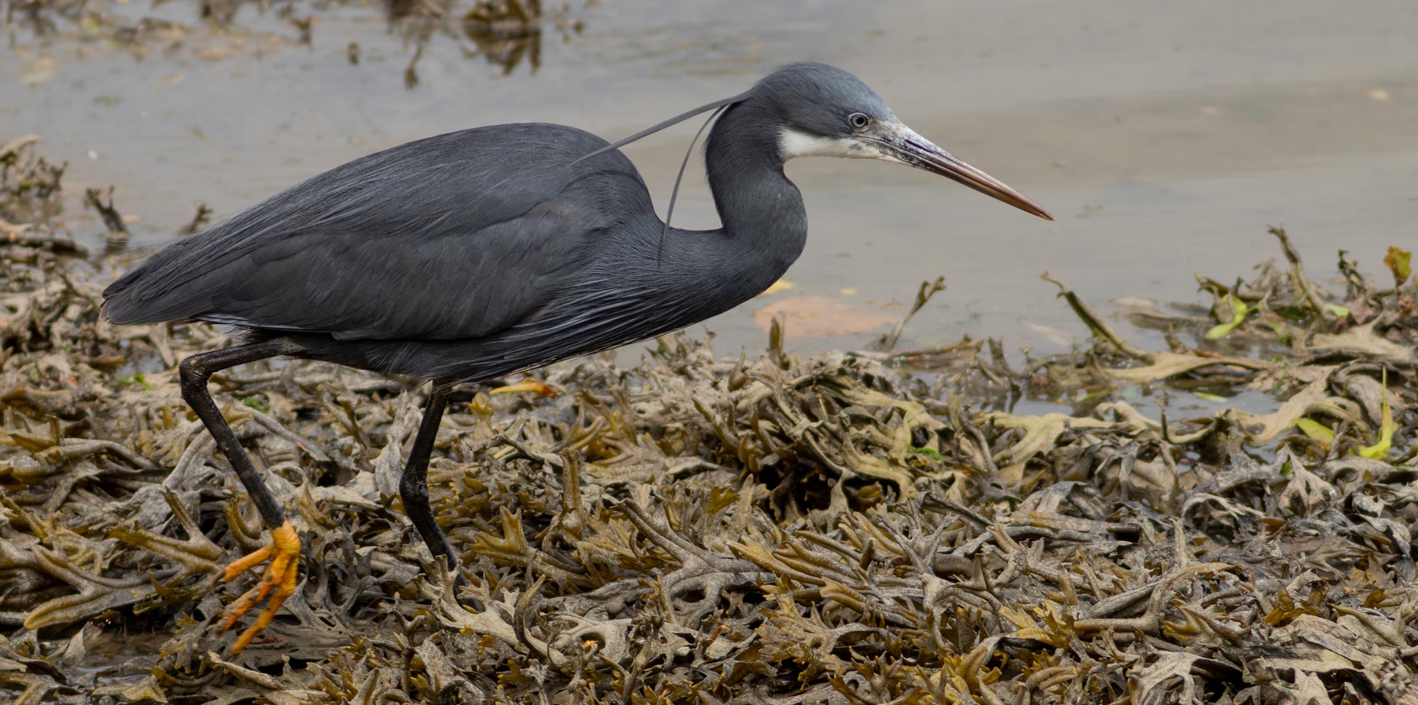 Western Reef Heron