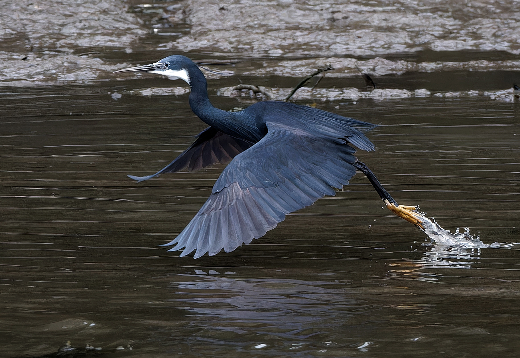 Western Reef Heron