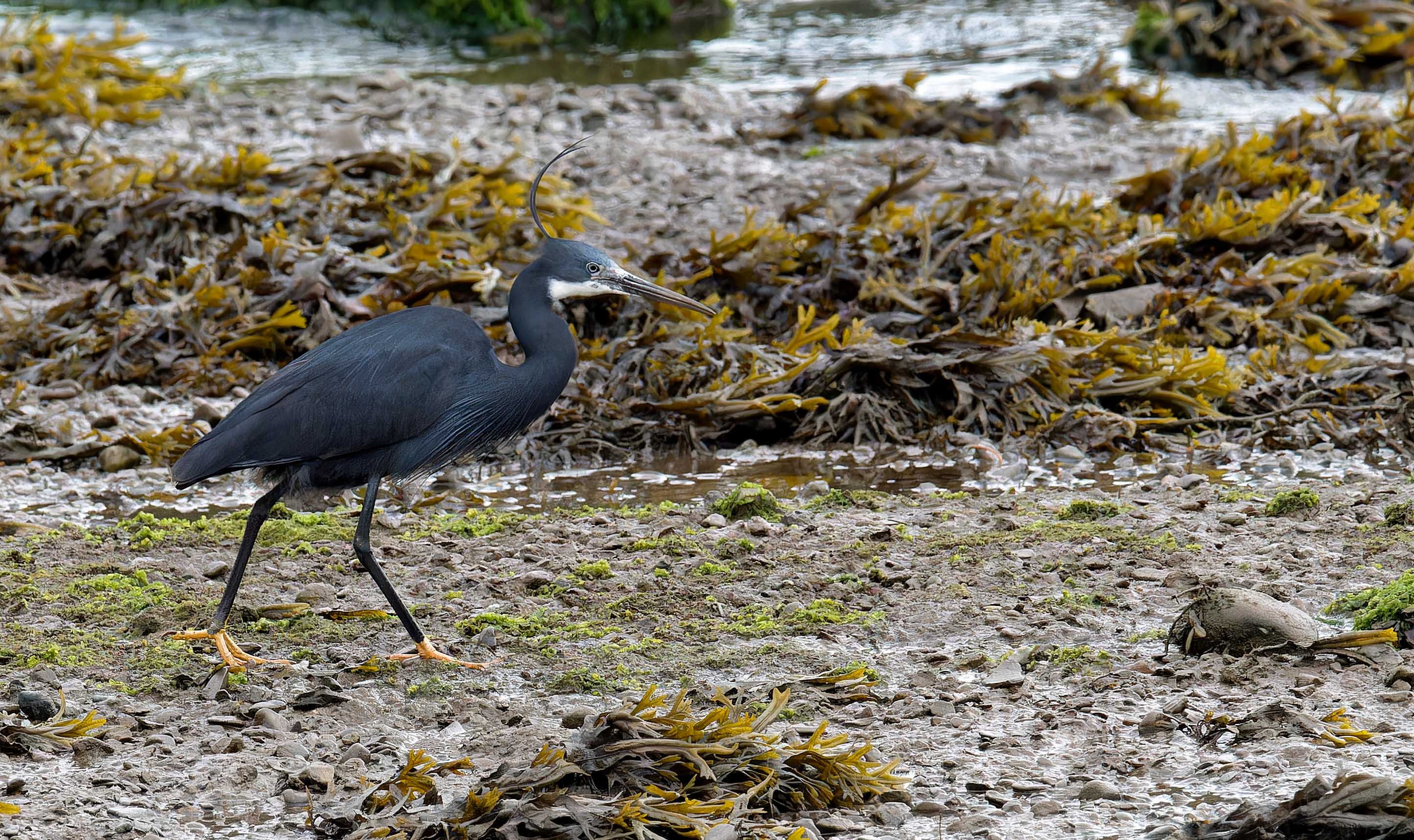 Western Reef Heron