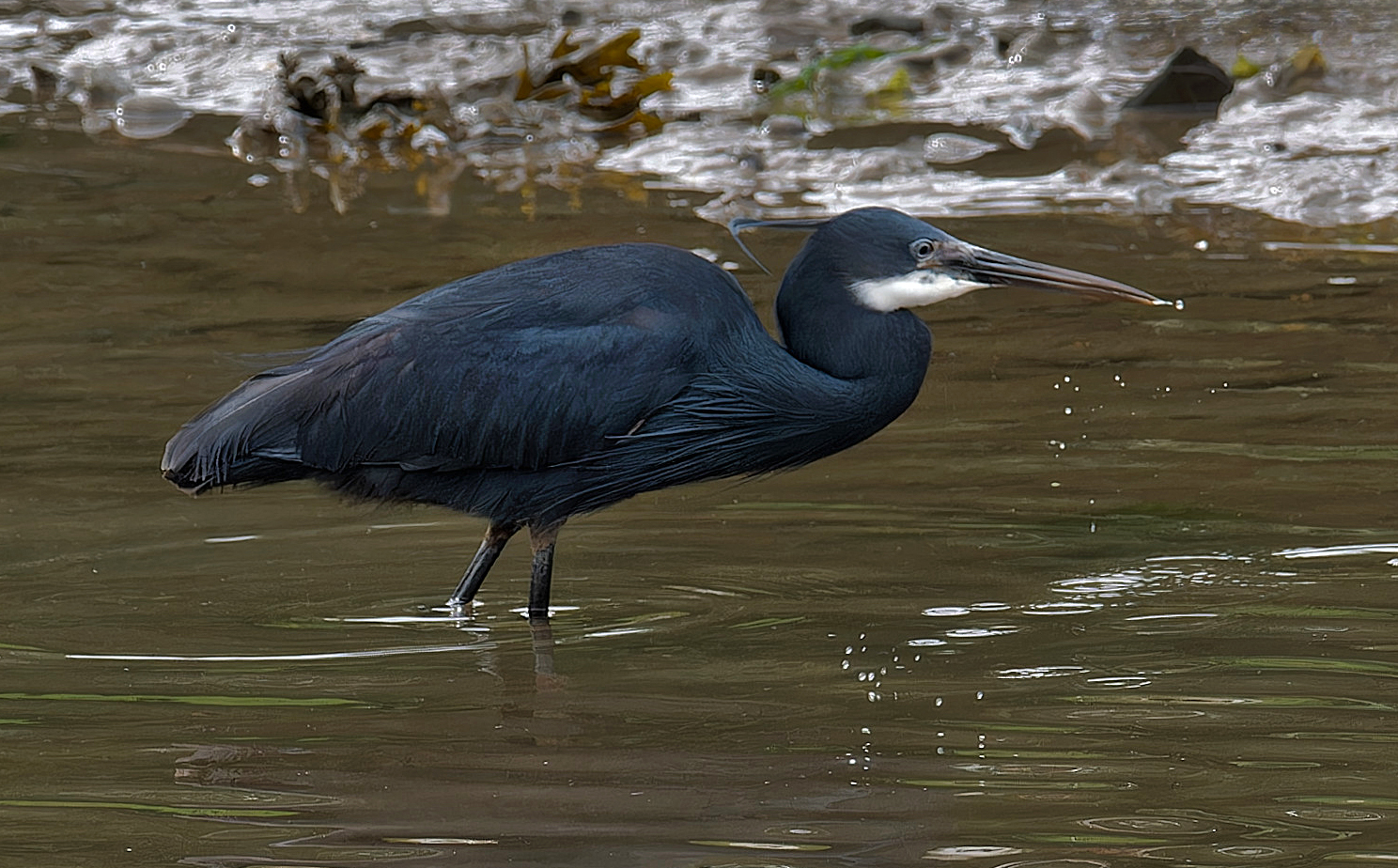 Western Reef Heron