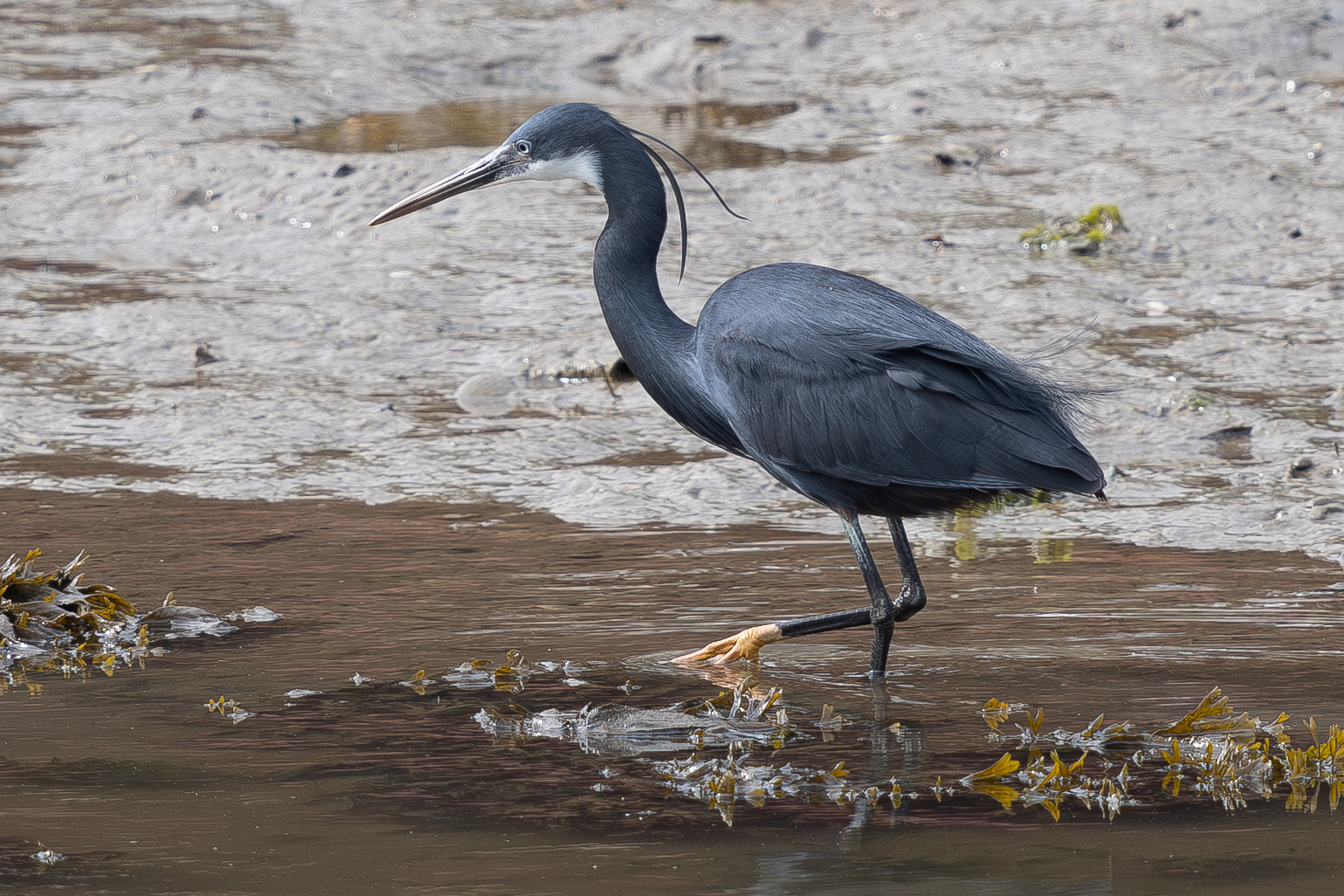 western reef heron