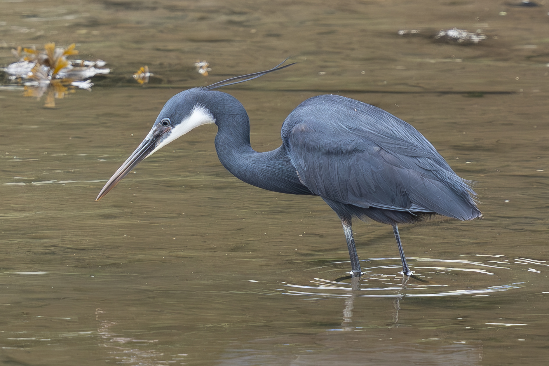 Western Reef Heron