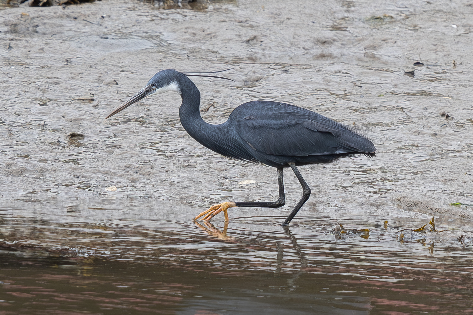 Western Reef Heron