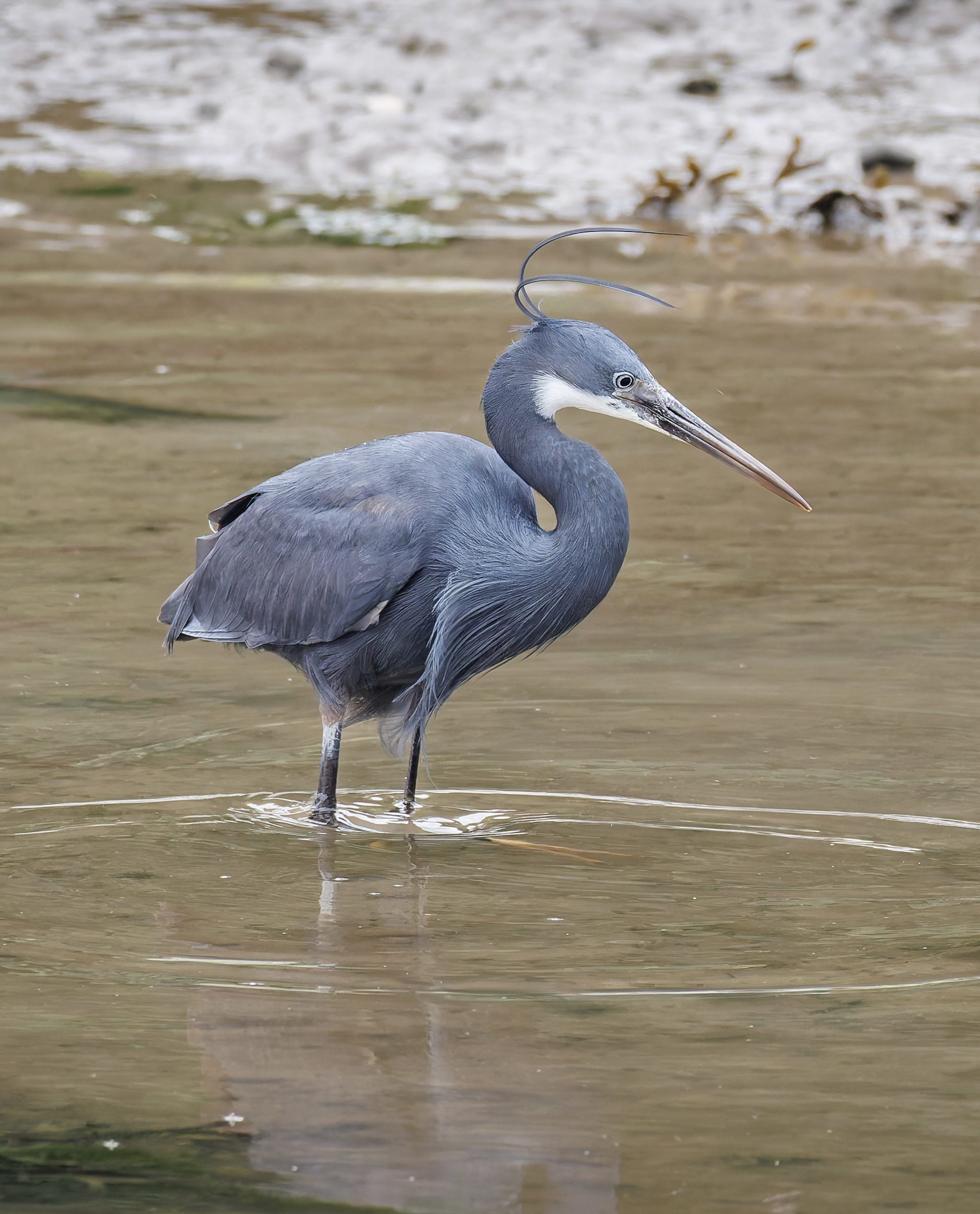 Western Reef Heron