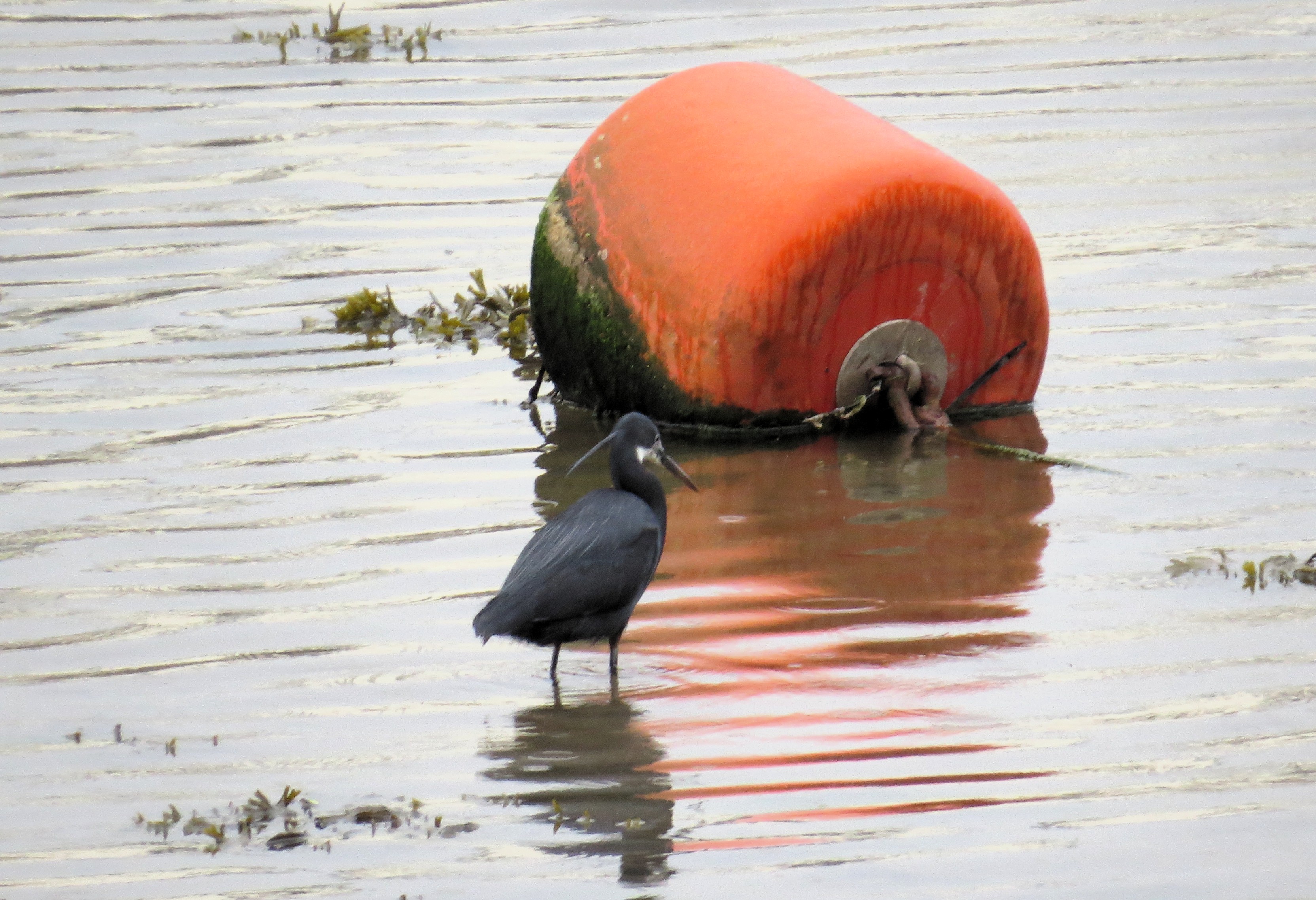 Western Reef Heron