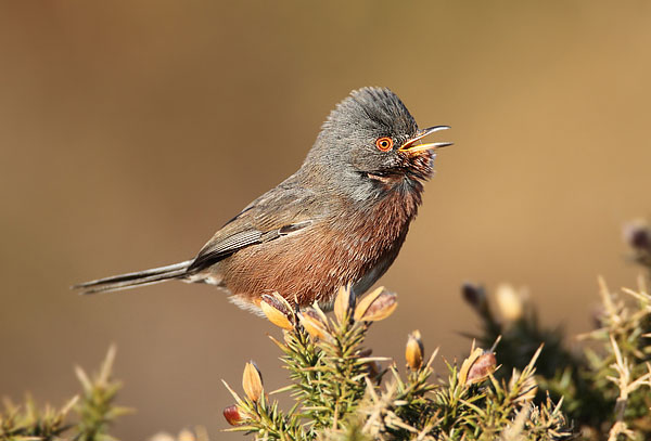 Dartford Warbler