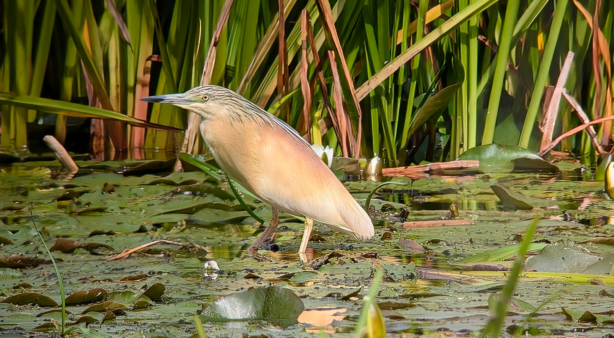Squacco heron 