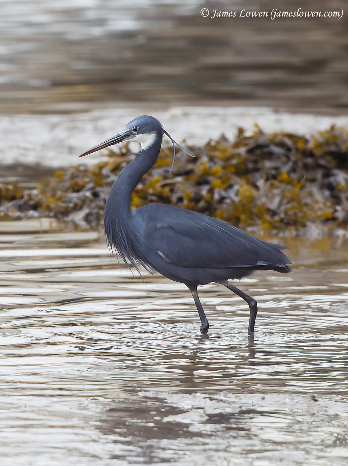 Western Reef Heron