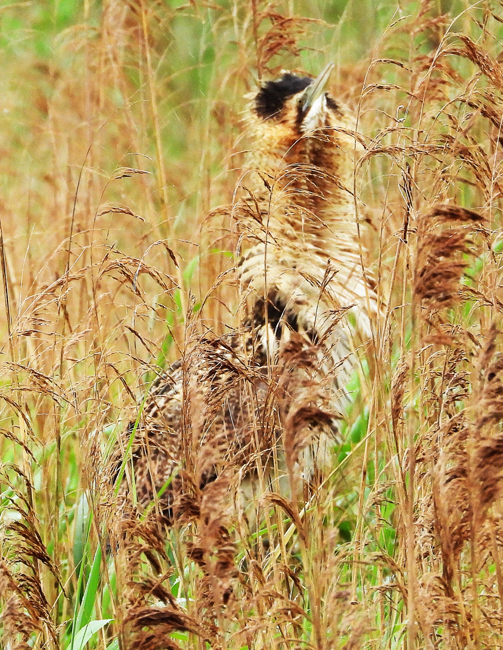 Bittern