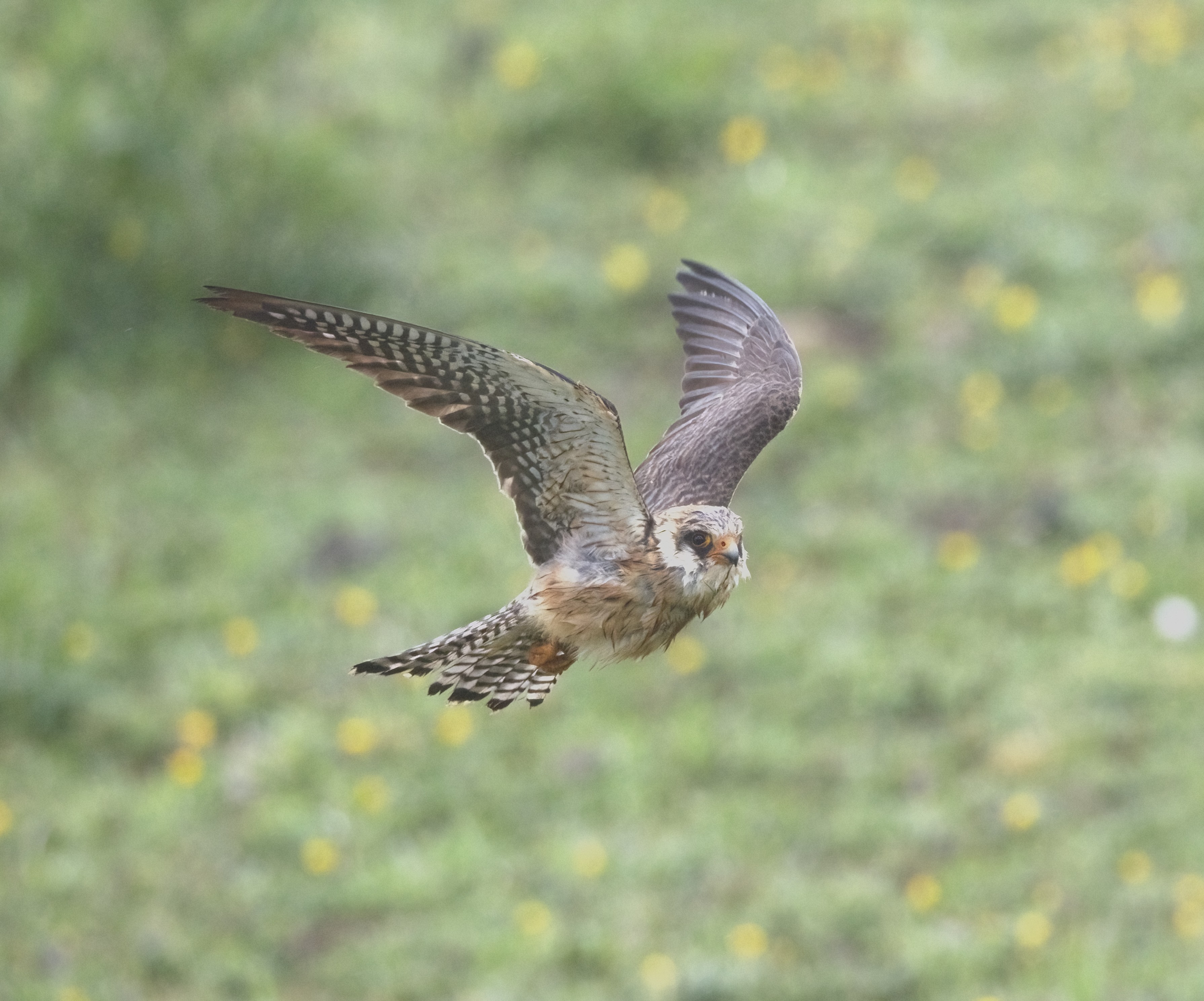Red-footed Falcon