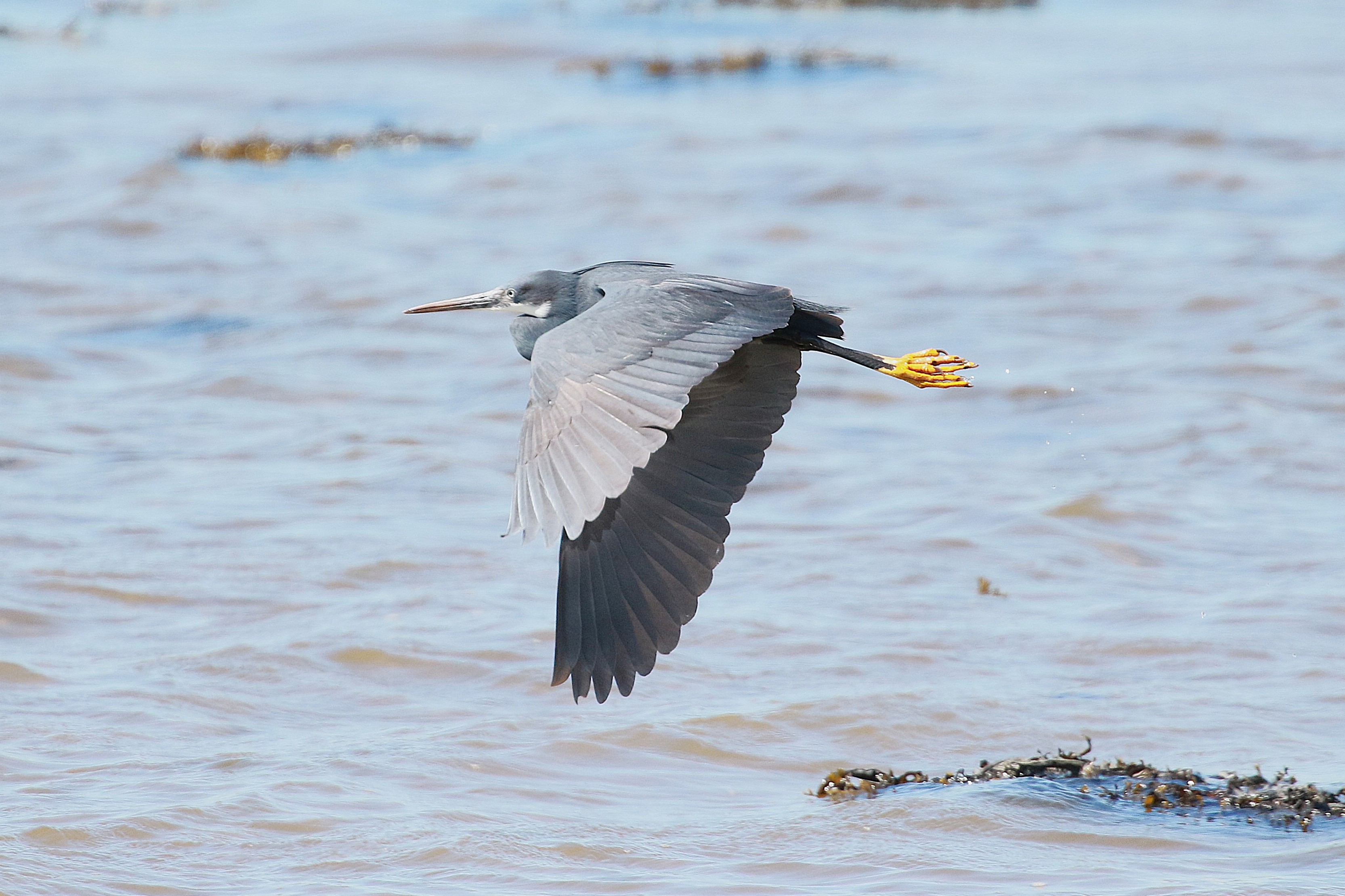 Western Reef Heron