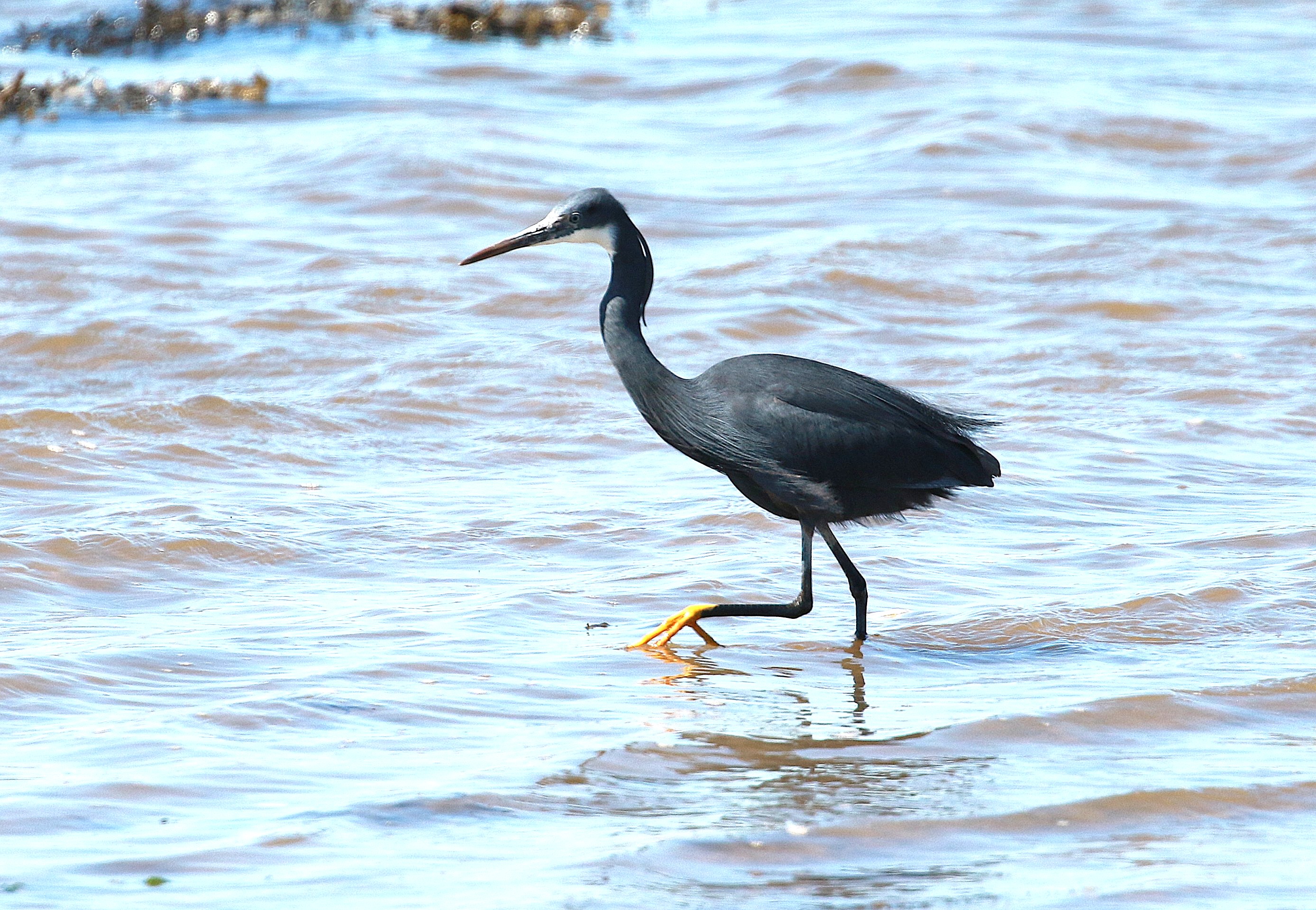 Western Reef Heron