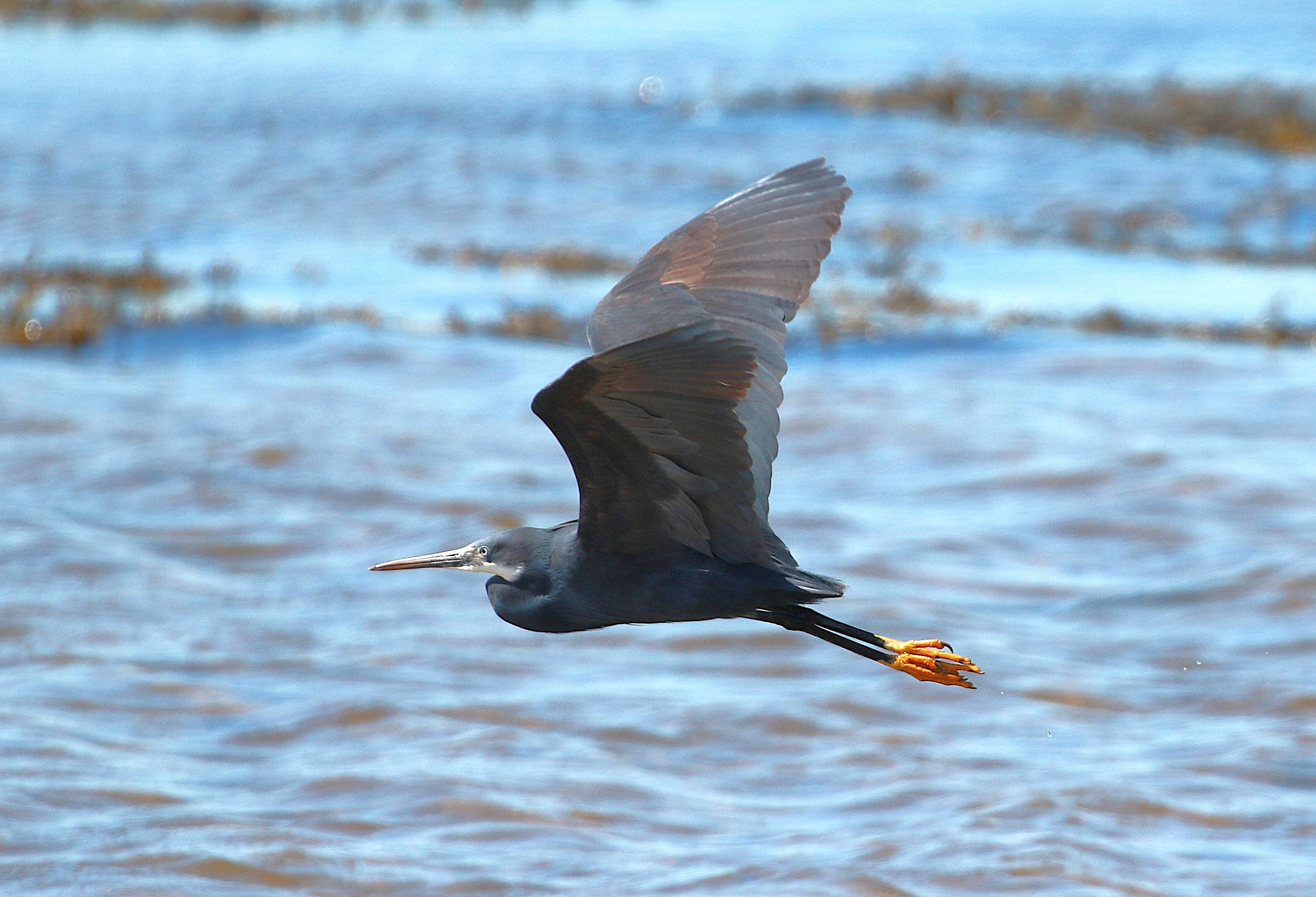 Western Reef Heron