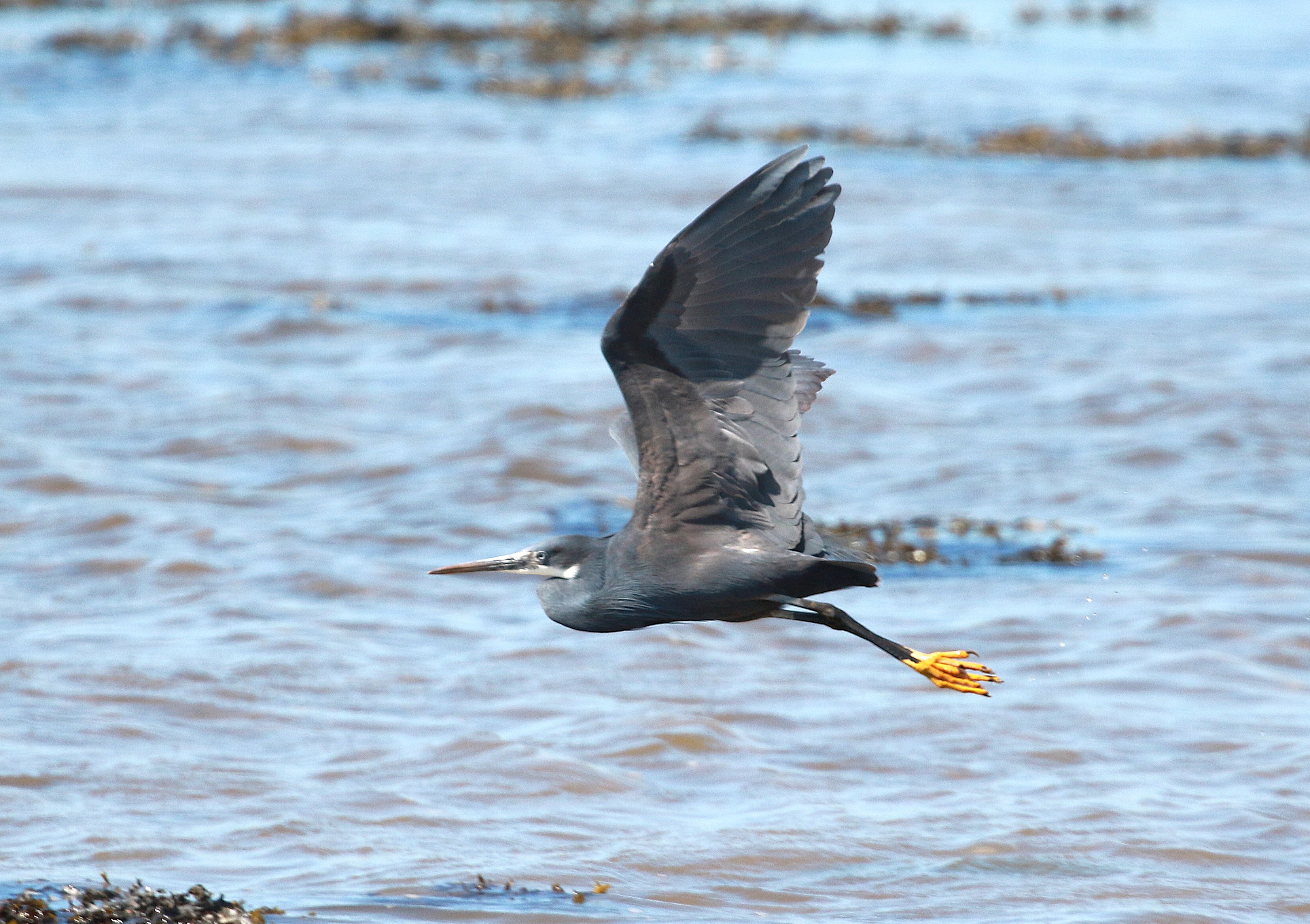 Western Reef Heron