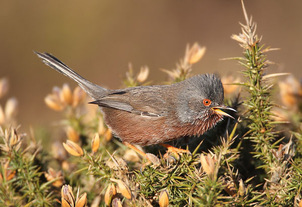 Dartford Warbler