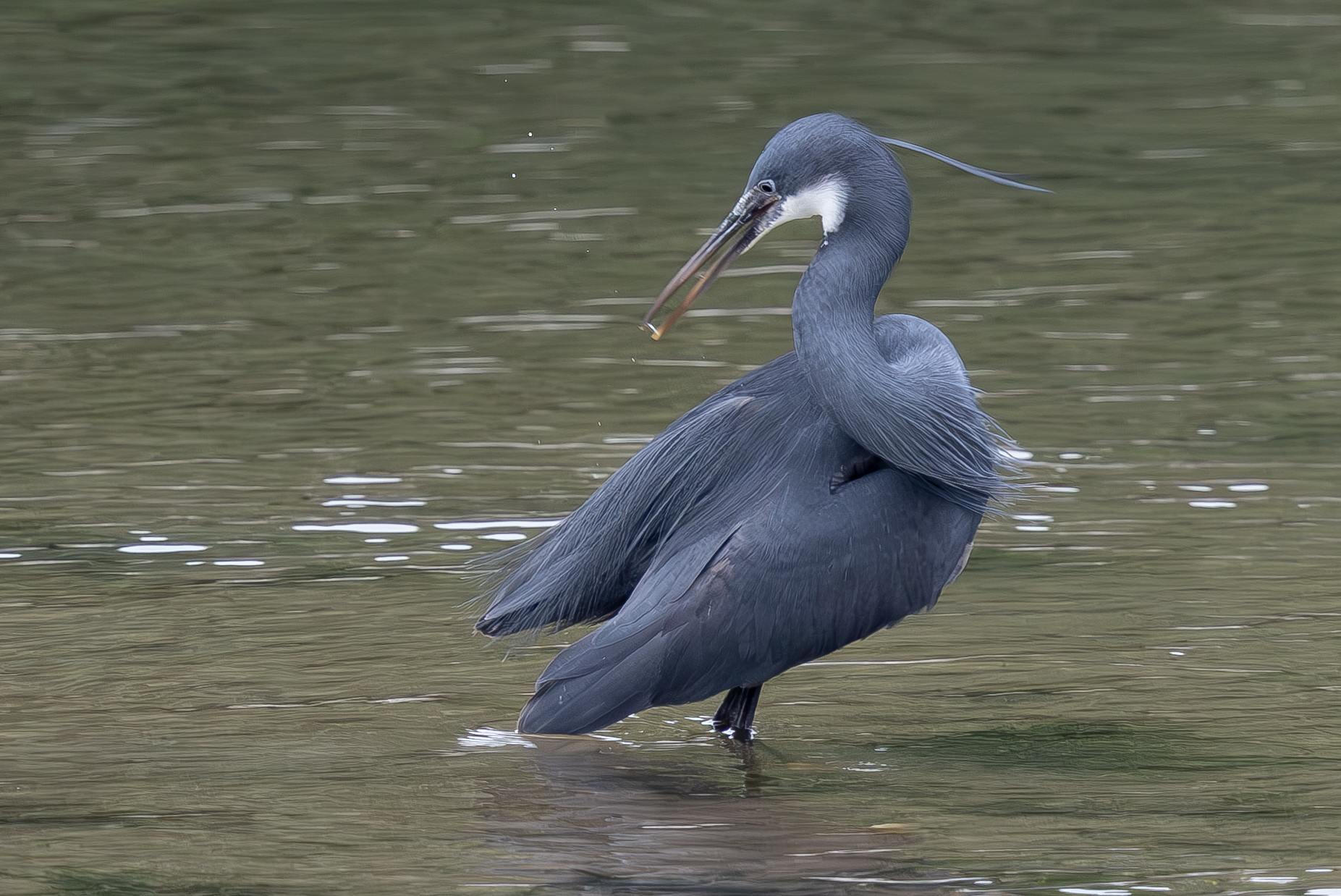 Western Reef Heron