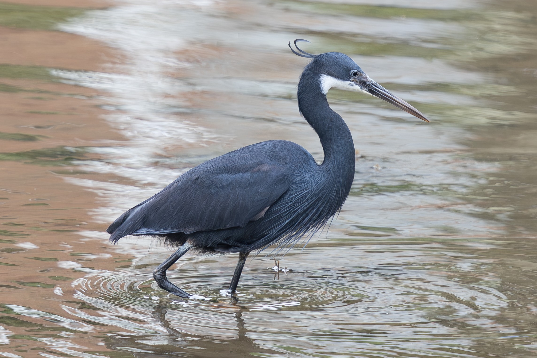 Western Reef Heron