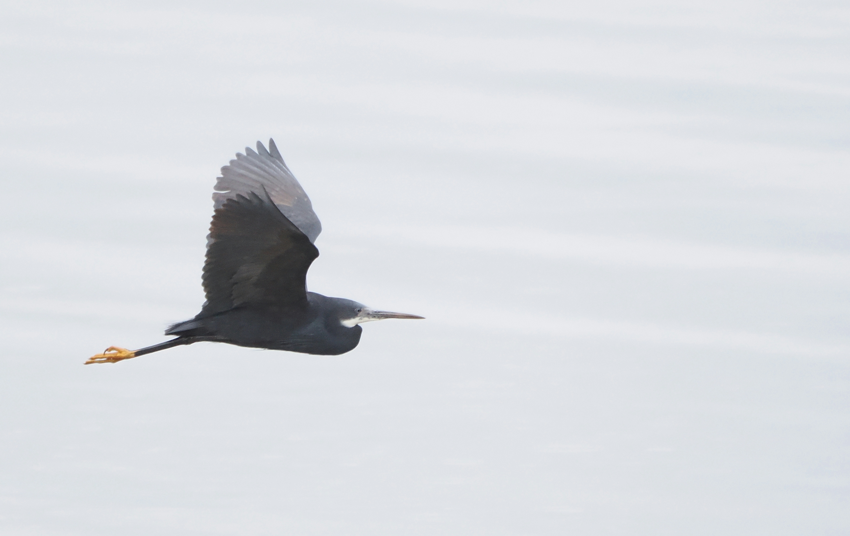 Western Reef Heron