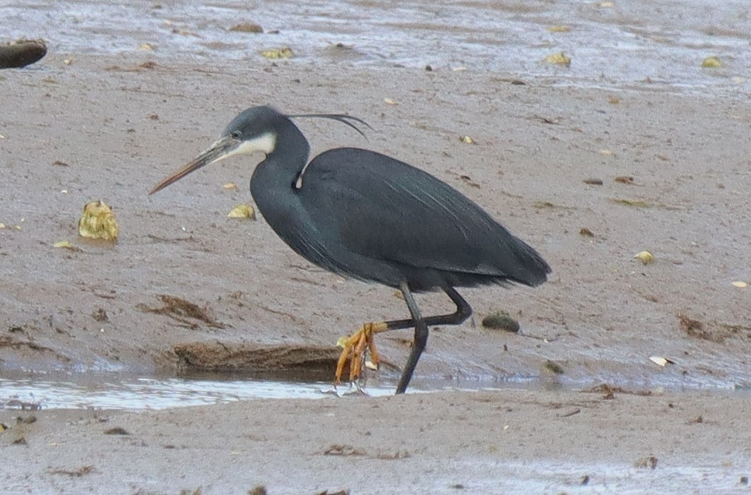 Western Reef Heron