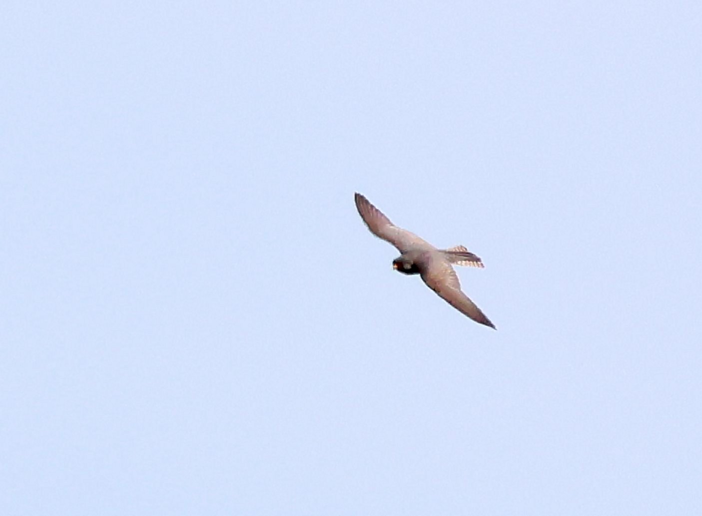 Red-footed Falcon