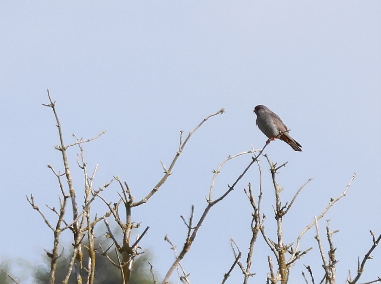 Red-footed Falcon
