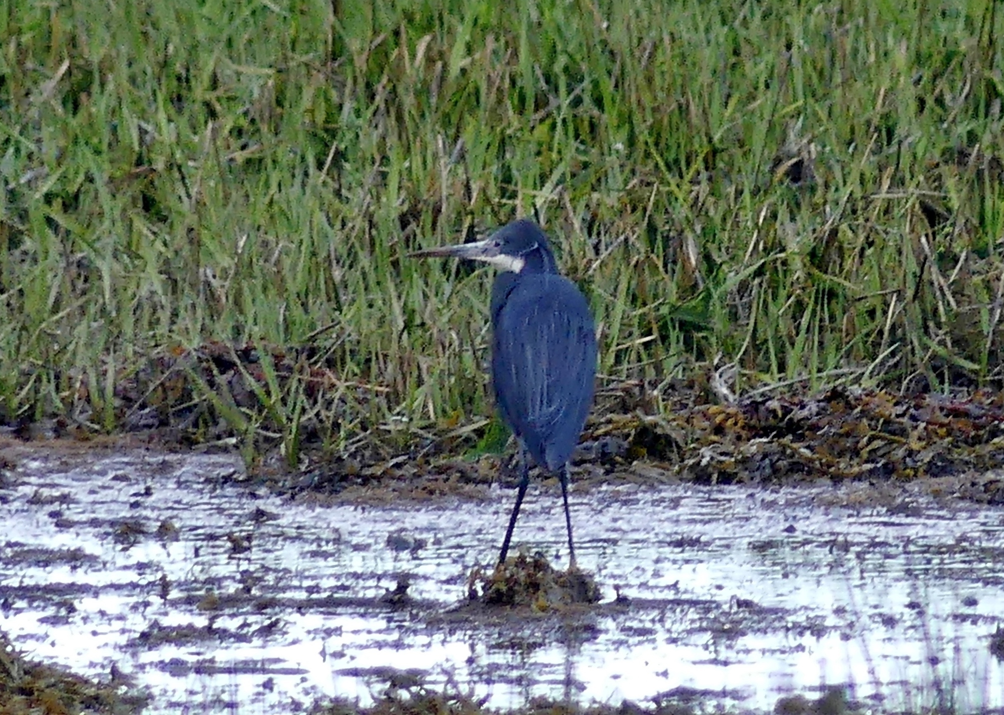 Western Reef Heron