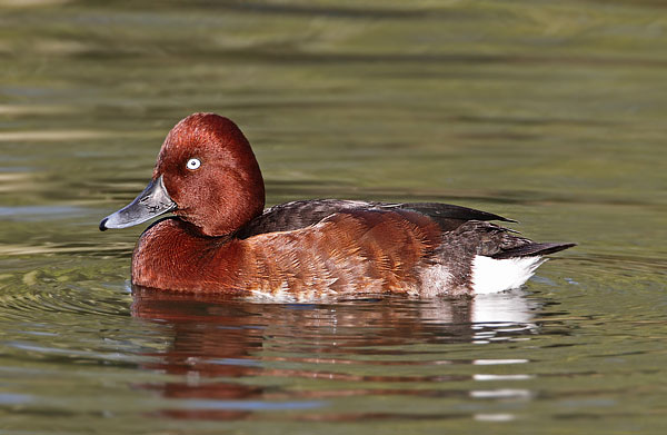 Ferruginous Duck