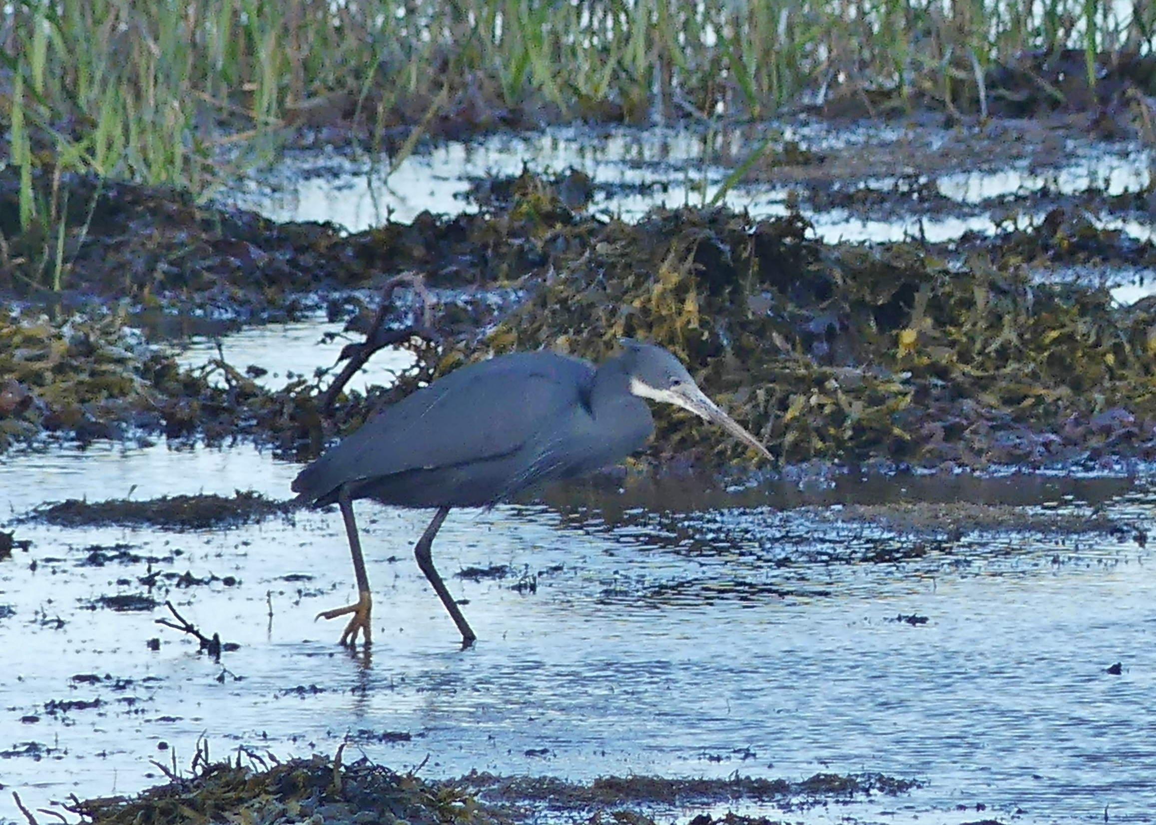 Western Reef Heron