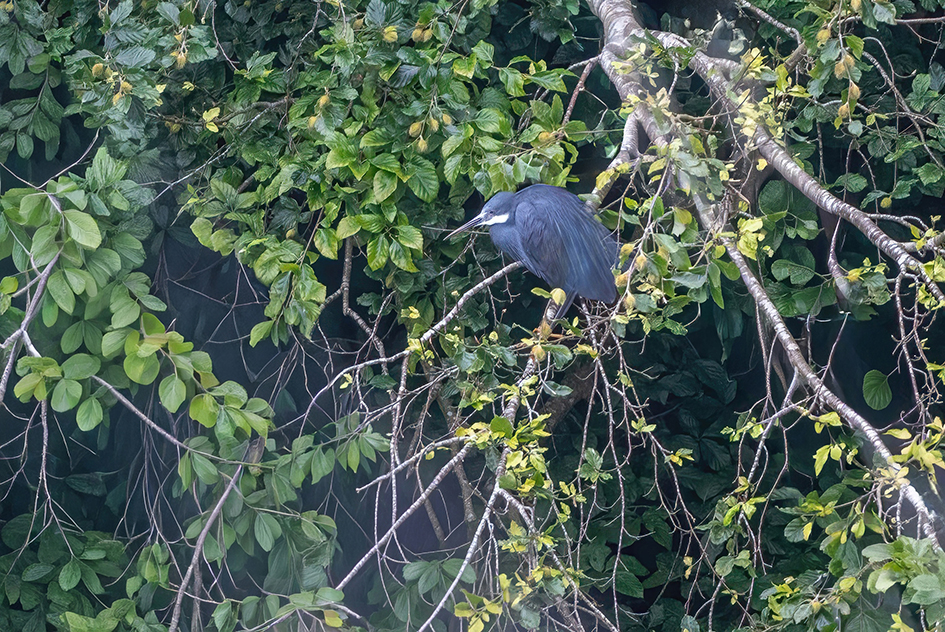 Dark phase Western Reef Heron