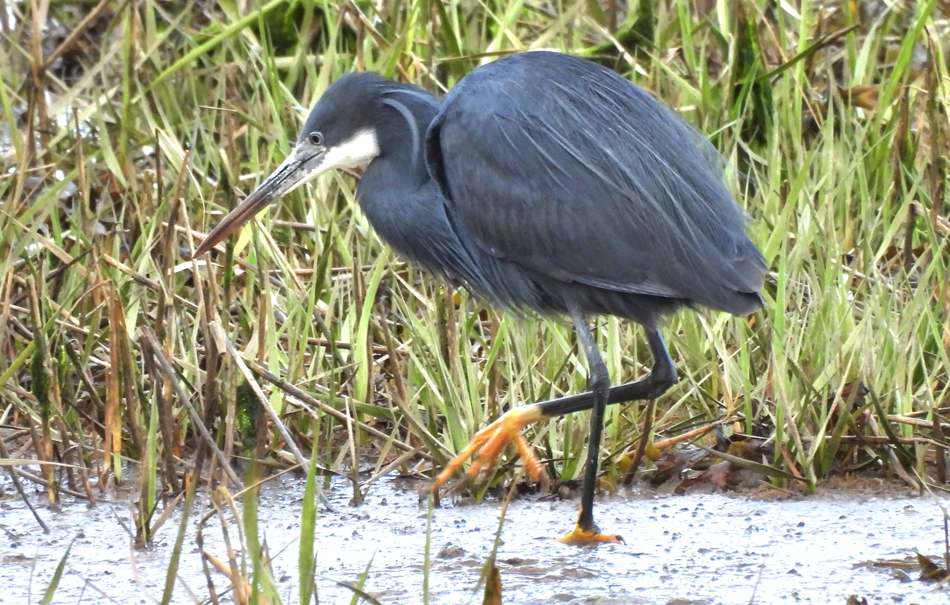 Western Reef Heron