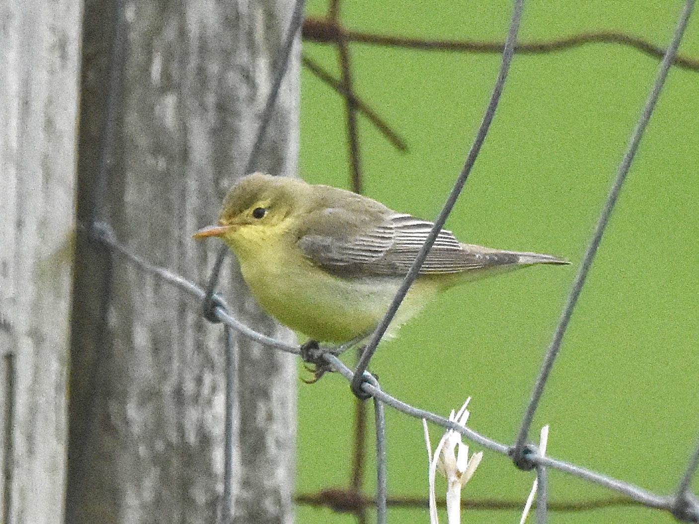 Icterine Warbler